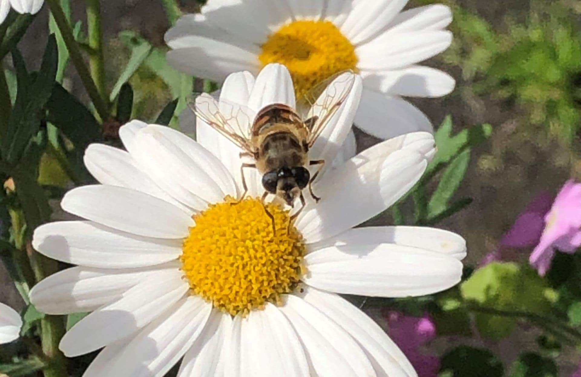 CDU-Antrag: Maßnahmen gegen Insektensterben